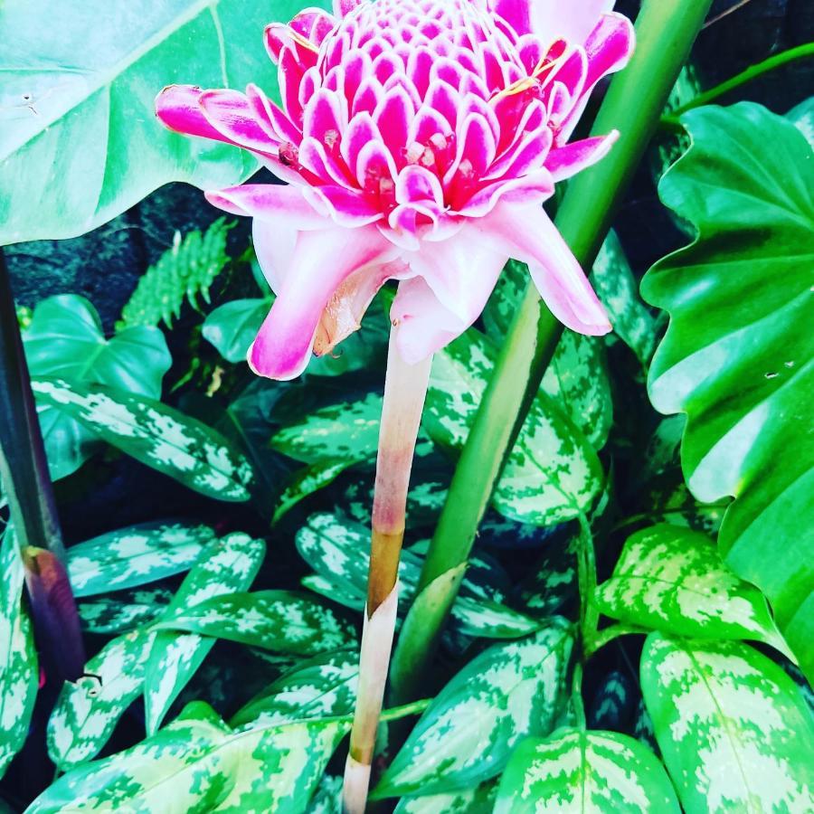 Recanto Toca Das Plantas De Ilhabela II Экстерьер фото