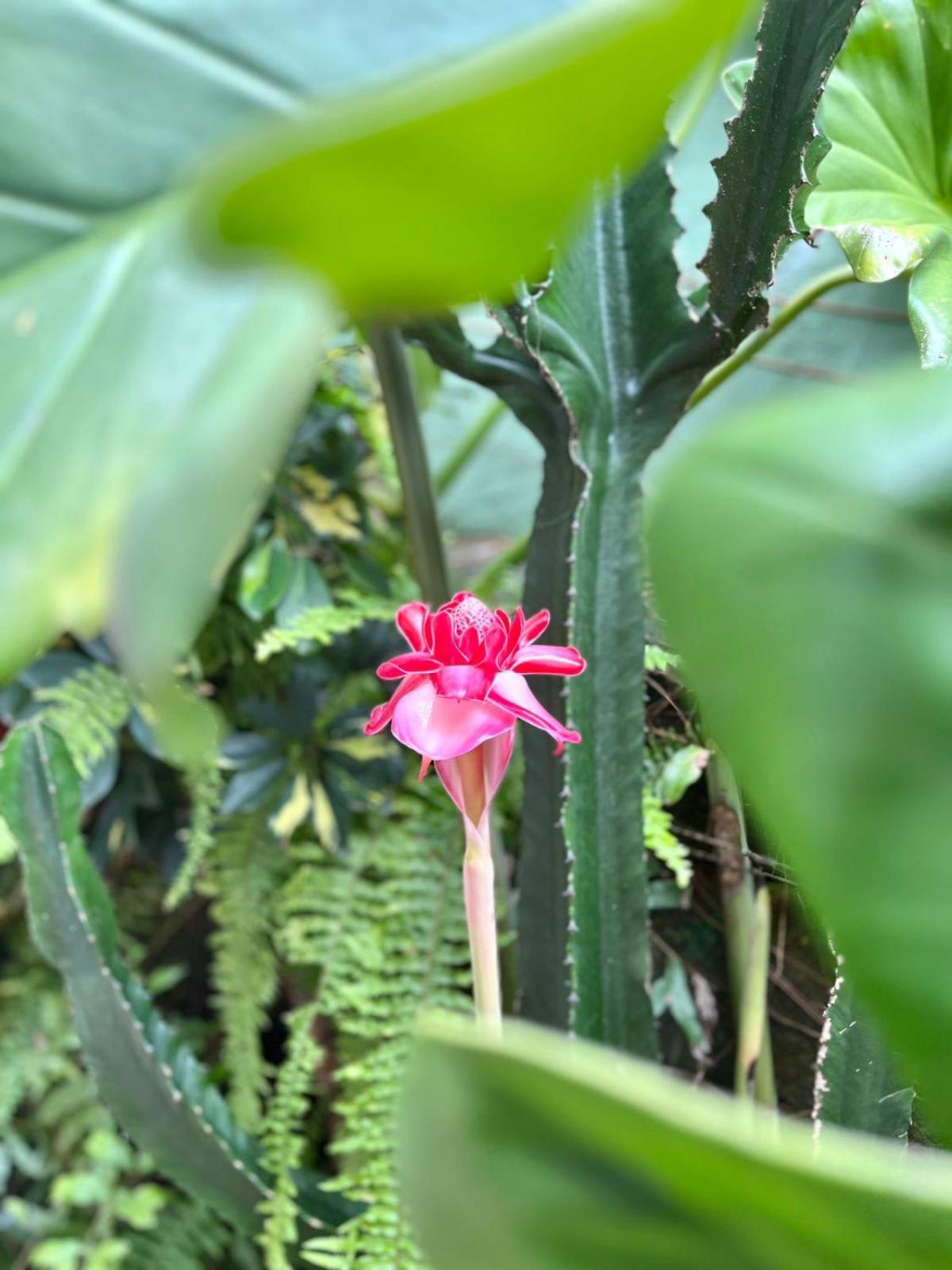Recanto Toca Das Plantas De Ilhabela II Экстерьер фото