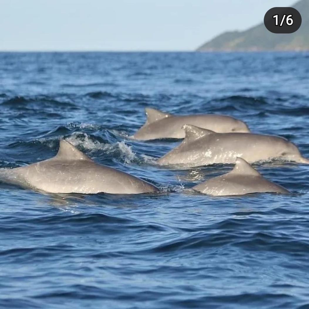 Recanto Toca Das Plantas De Ilhabela II Экстерьер фото